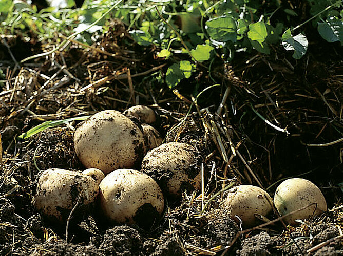 Kartoffeln vor dem Ernten